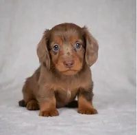 Rose AKC, a female Miniature Dachshund for sale in Millersburg, OH – 7 of 9