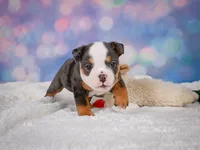 Bruno (mini), a male English Bulldog and Puggle for sale in Millersburg, OH – 8 of 10