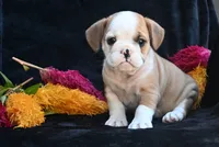 Oliver, a male English Bulldog and Puggle for sale in Millersburg, OH – 7 of 10