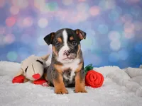 Mia (Mini), a female English Bulldog and Puggle for sale in Millersburg, OH – 5 of 10