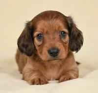 Remmi AKC, a female Miniature Dachshund for sale in Millersburg, OH – 7 of 9
