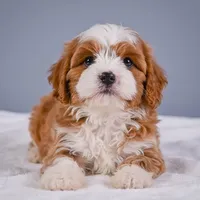 Teddy, a male Cavapoo for sale in Millersburg, OH – 5 of 8