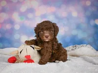 Cliffy, a male Miniature Goldendoodle for sale in Millersburg, OH – 4 of 9