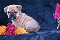 Princess, a female English Bulldog and Puggle for sale in Millersburg, OH – 5 of 10