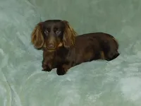 Beau AKC, a male Miniature Dachshund for sale in Millersburg, OH – 8 of 9