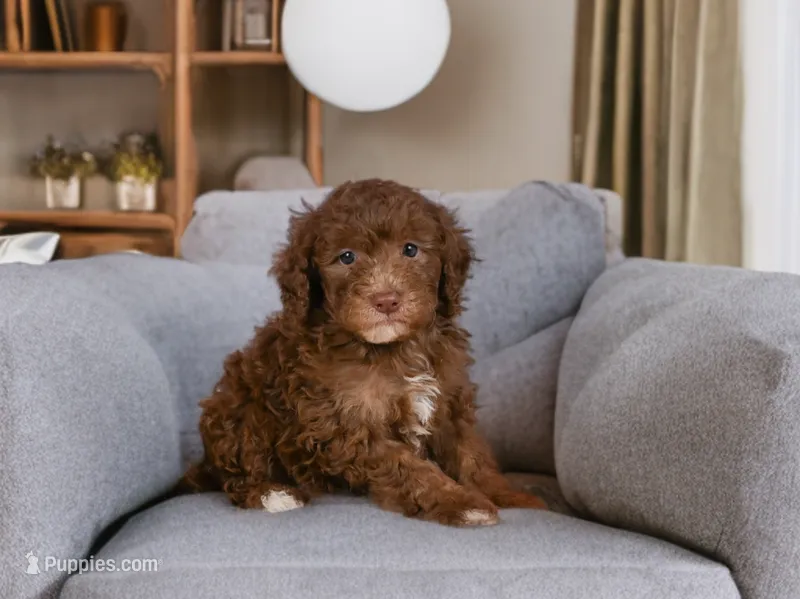 Jasper – Miniature Goldendoodle puppy for sale in Millersburg, OH