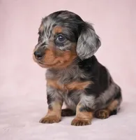 King AKC, a male Miniature Dachshund for sale in Millersburg, OH – 4 of 9