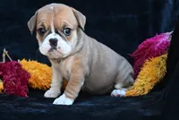 Macy, a female English Bulldog and Puggle for sale in Millersburg, OH – 3 of 10