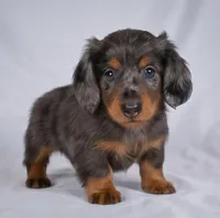 Cody AKC, a male Miniature Dachshund for sale in Millersburg, OH – 3 of 9