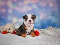 Bruno (mini), a male English Bulldog and Puggle for sale in Millersburg, OH – 4 of 10