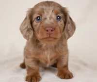 Beau AKC, a male Miniature Dachshund for sale in Millersburg, OH – 6 of 9