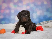 Jake, a male Miniature Goldendoodle for sale in Millersburg, OH – 4 of 8