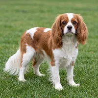 Duke, a male Cavapoo for sale in Millersburg, OH – 8 of 9