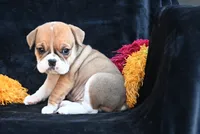 Macy, a female English Bulldog and Puggle for sale in Millersburg, OH – 6 of 10