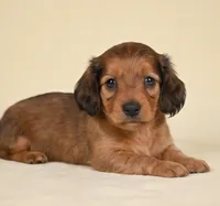 Remmi AKC, a female Miniature Dachshund for sale in Millersburg, OH – 6 of 9
