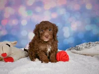 Jasper, a male Miniature Goldendoodle for sale in Millersburg, OH – 4 of 10