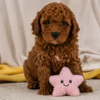 Jake, a male Cavapoo for sale in Millersburg, OH – 6 of 10