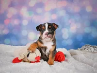 Mia (Mini), a female English Bulldog and Puggle for sale in Millersburg, OH – 2 of 10
