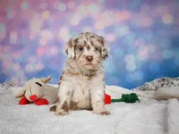 Lucy, a female Miniature Goldendoodle for sale in Millersburg, OH – 3 of 9