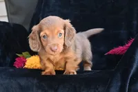 AKC Ruby, a female Miniature Dachshund for sale in Millersburg, OH – 4 of 10