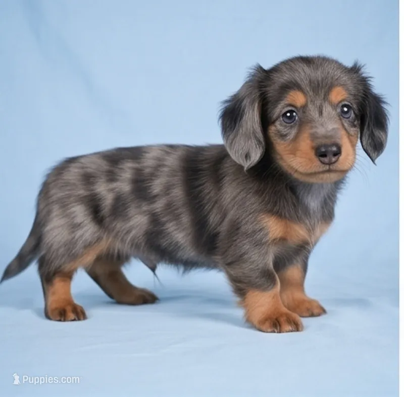 Bella AKC – Miniature Dachshund puppy for sale in Millersburg, OH