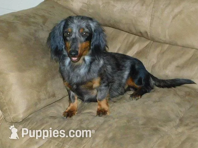 Romeo, a male Miniature Dachshund for sale in Millersburg, OH – 9 of 10