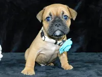 Charlie, a male English Bulldog for sale in Millersburg, OH – Photo 10 of 10