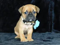 Charlie, a male English Bulldog for sale in Millersburg, OH – Photo 5 of 10