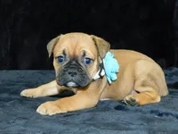 Charlie, a male English Bulldog for sale in Millersburg, OH – Photo 6 of 10