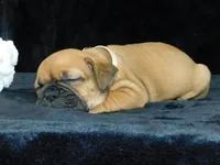 Charlie, a male English Bulldog for sale in Millersburg, OH – Photo 2 of 10