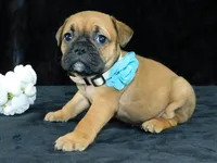 Charlie, a male English Bulldog for sale in Millersburg, OH – Photo 9 of 10