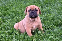 Charlie, a male English Bulldog and Puggle for sale in Millersburg, OH – Photo 4 of 8
