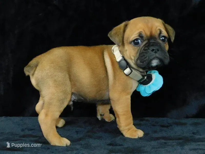 Charlie – English Bulldog puppy for sale in Millersburg, OH