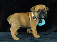 Charlie, a male English Bulldog for sale in Millersburg, OH – Photo 1 of 10