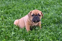 Charlie, a male English Bulldog and Puggle for sale in Millersburg, OH – Photo 3 of 8