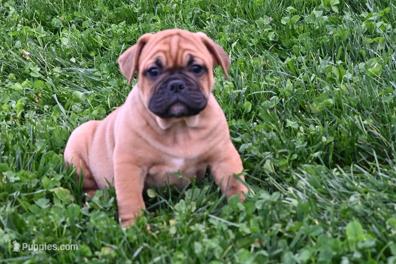 Charlie – English Bulldog, Puggle puppy for sale in Millersburg, OH