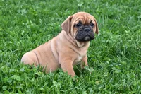 Charlie, a male English Bulldog and Puggle for sale in Millersburg, OH – Photo 2 of 8