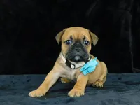 Charlie, a male English Bulldog for sale in Millersburg, OH – Photo 7 of 10