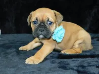 Charlie, a male English Bulldog for sale in Millersburg, OH – Photo 3 of 10