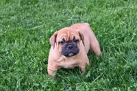 Charlie, a male English Bulldog and Puggle for sale in Millersburg, OH – Photo 5 of 8