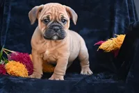 Bruno, a male English Bulldog and Puggle for sale in Millersburg, OH – 3 of 10