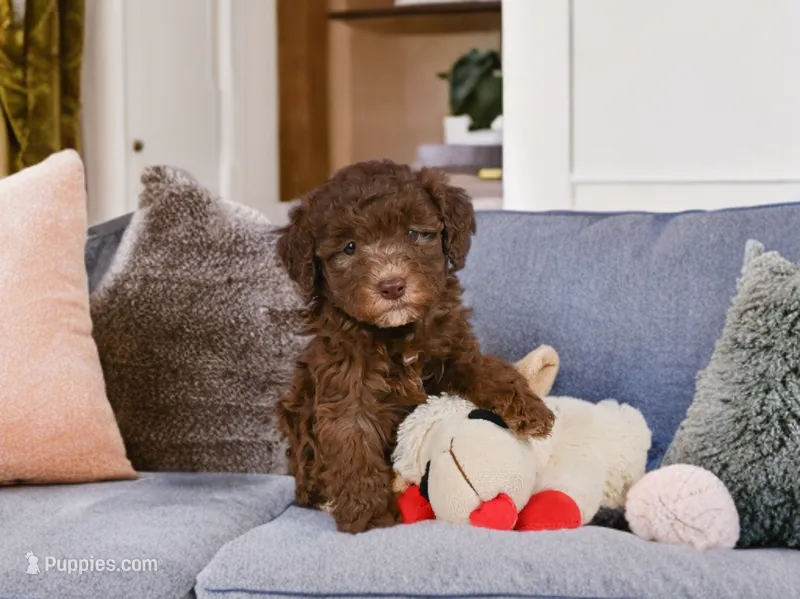 Cliffy – Miniature Goldendoodle puppy for sale in Millersburg, OH