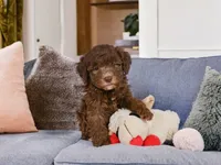 Cliffy, a male Miniature Goldendoodle for sale in Millersburg, OH – 1 of 9
