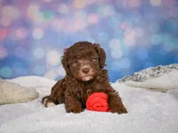 Cliffy, a male Miniature Goldendoodle for sale in Millersburg, OH – 6 of 9