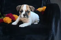 Jax, a male English Bulldog and Puggle for sale in Millersburg, OH – 6 of 10