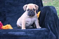 Buddy, a male English Bulldog and Puggle for sale in Millersburg, OH – 4 of 10