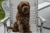 Jasper, a male Miniature Goldendoodle for sale in Millersburg, OH – 9 of 10