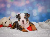 Bruno (mini), a male English Bulldog and Puggle for sale in Millersburg, OH – 6 of 10