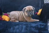Darla, a female English Bulldog and Puggle for sale in Millersburg, OH – 6 of 10