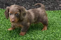 AKC Rowdy, a male Miniature Dachshund for sale in Millersburg, OH – 5 of 10